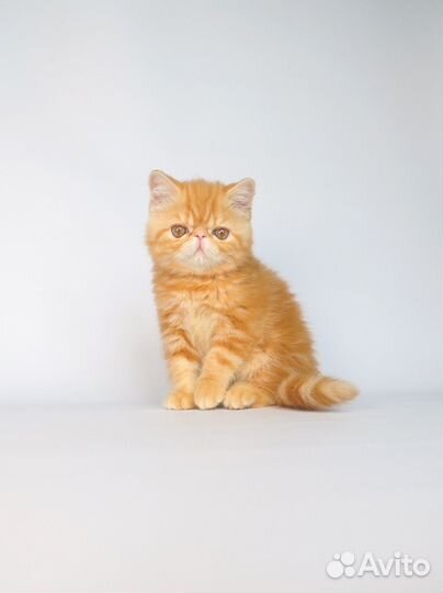 Экзотическая девочка 2 мес