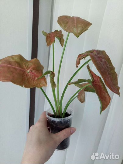 Сингониумы сортовые