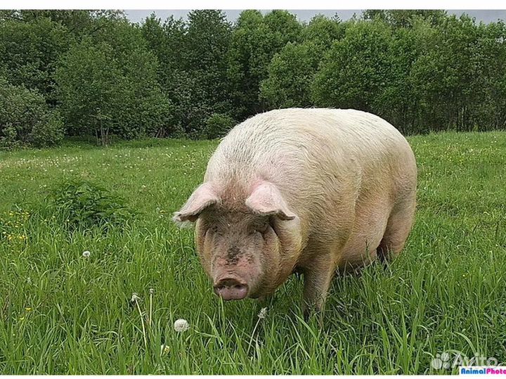 Свиньи скот