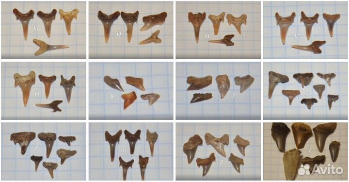 Зубы ископаемых акул. Окаменелости