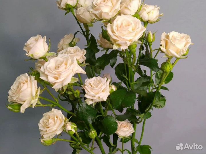 Букет из 41 кустовой розы