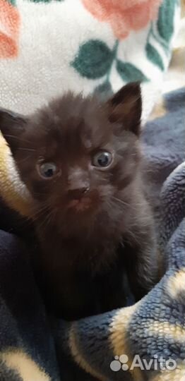 Котята