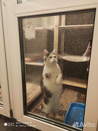 Зоогостиница Pettyburg. Передержка кошек и собак