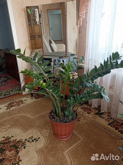 Замиокулькас