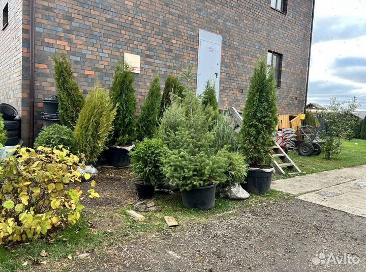 Туя Смарагд для живой изгороди