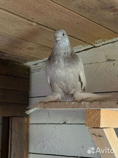 Голуби тасманы