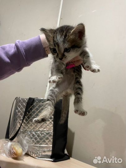Сибирская кошка