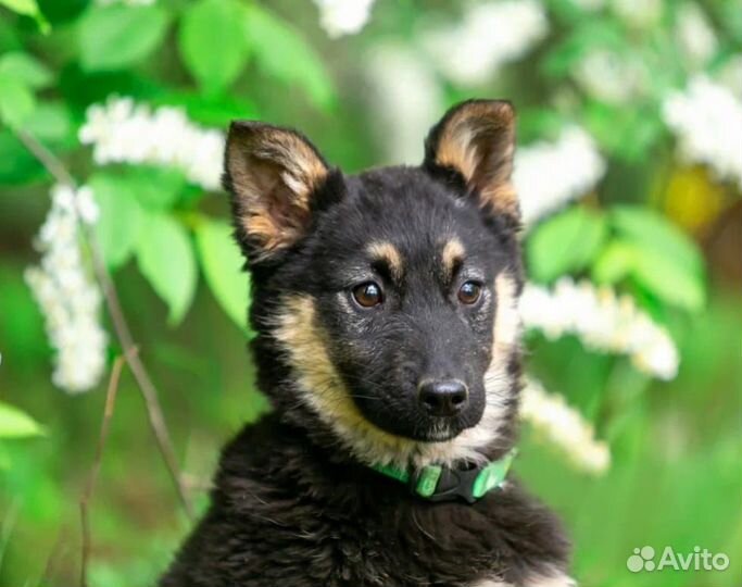 Щенки из приюта бесплатно