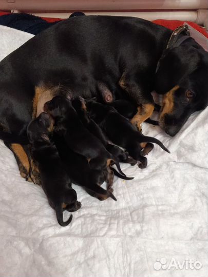 Щенки миниатюрной таксы (бронь)