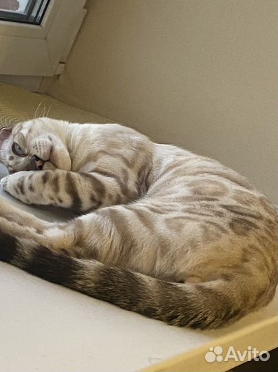 Бенгальский кот вязка