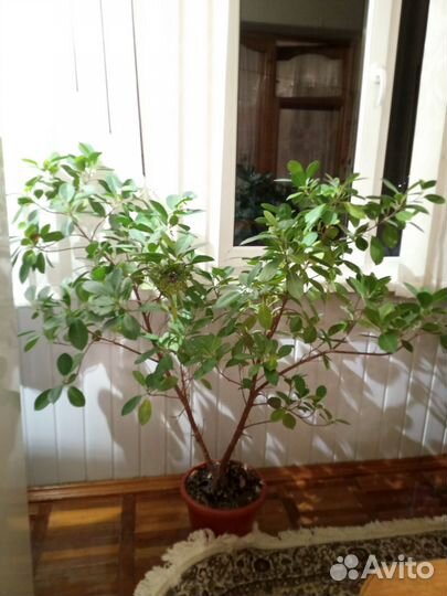 Фикус бенджамина
