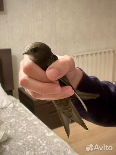 Орнитолог. Онлайн консультация