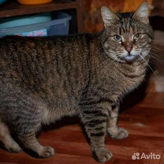 Кошки в добрые руки бесплатно