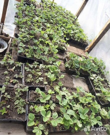 Рассада клубника Машенька, фестивальная Елизавета