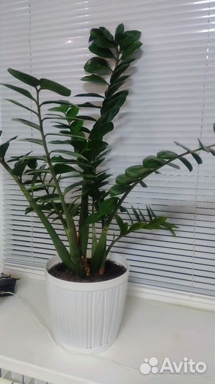 Замиокулькас