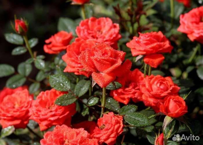 Масляная Эссенция 