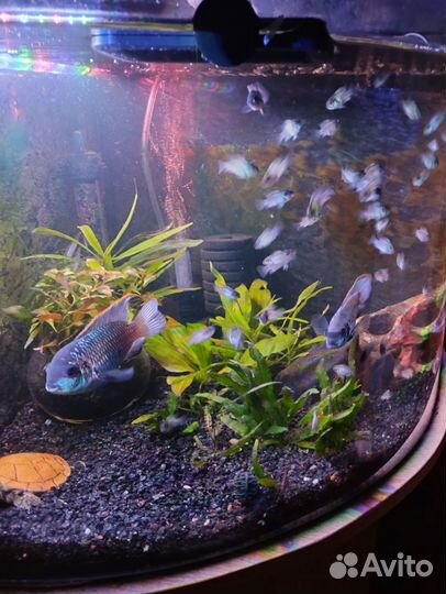 Нанокары электрик блю