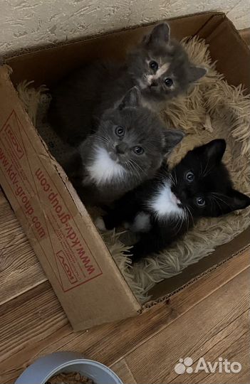 Отдам в добрые руки котят