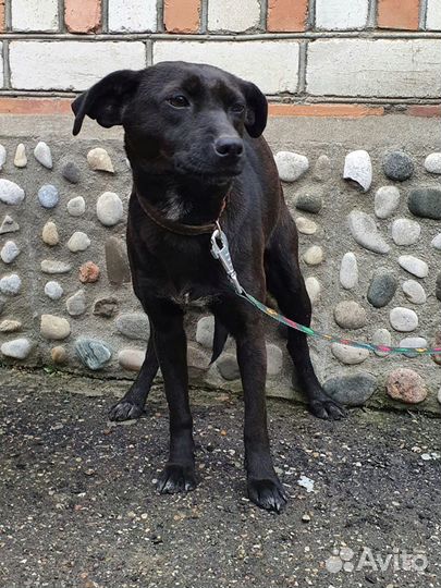 Кукла небольшая, молодая собачка ищет дом