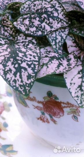 Гипоэстес, семена