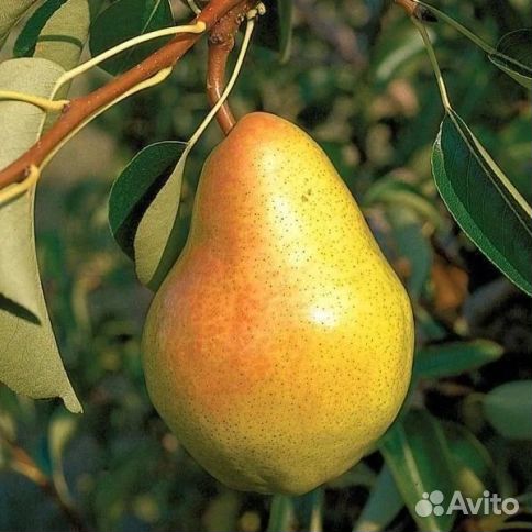 Груша Кокинская