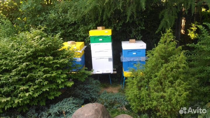 Пчёлы, пчеломатки 22г, пчелопакеты, ульи,инвентарь