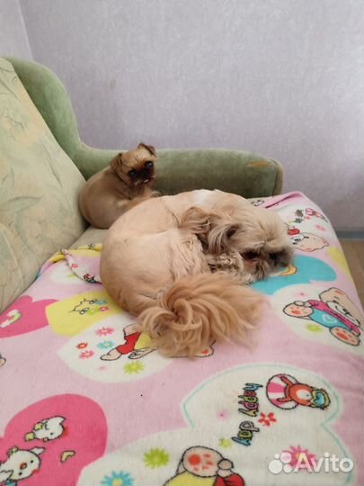 Передержка кошек на время отпуска