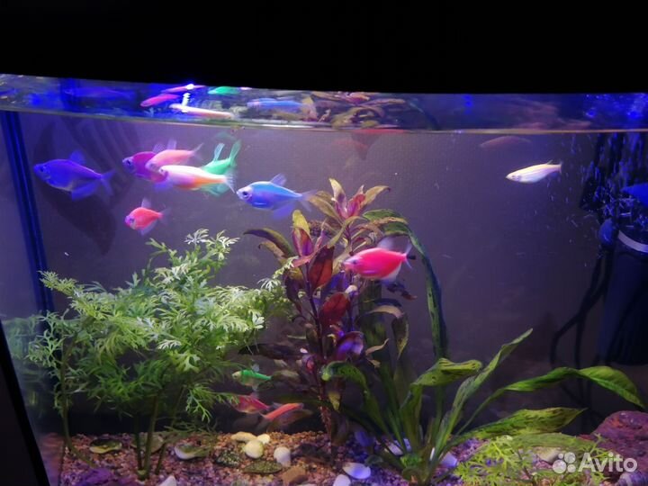 Аквариумные рыбки и растения