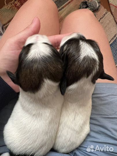 Джек Рассел терьер