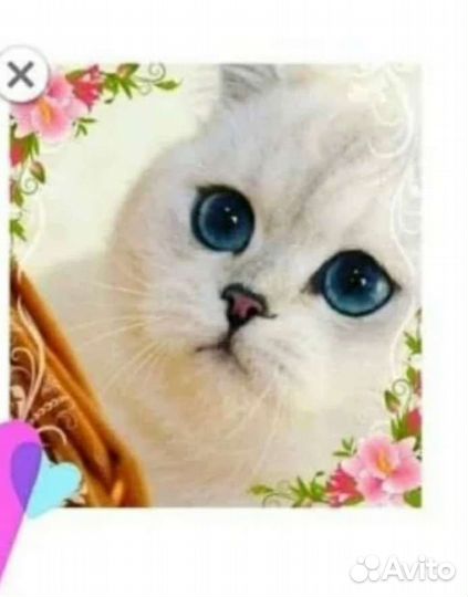 Кошки