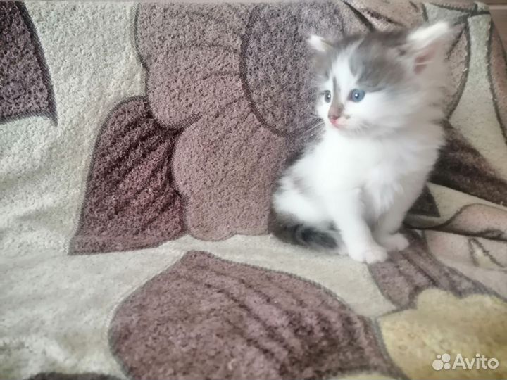 Отдам кота в добрые руки
