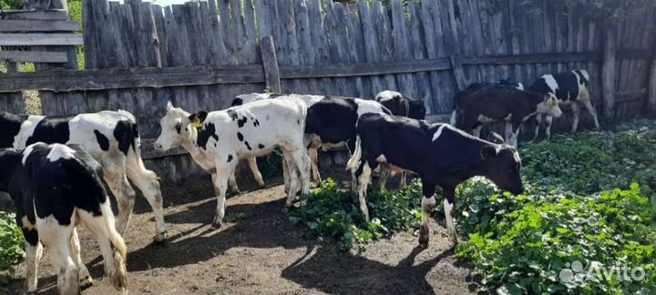 Телята бычки на откорм