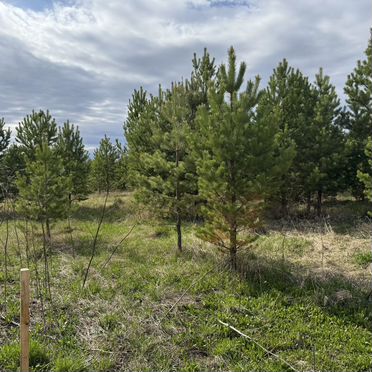 Участок 6,6 сот. (СНТ, ДНП)