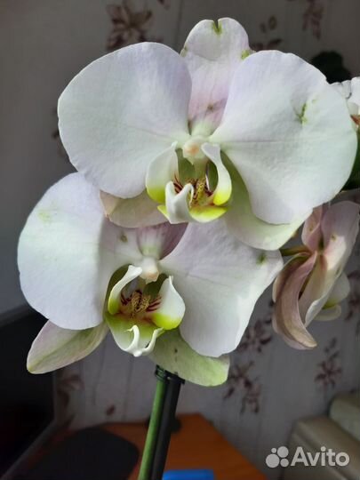 Орхидея фаленопсис
