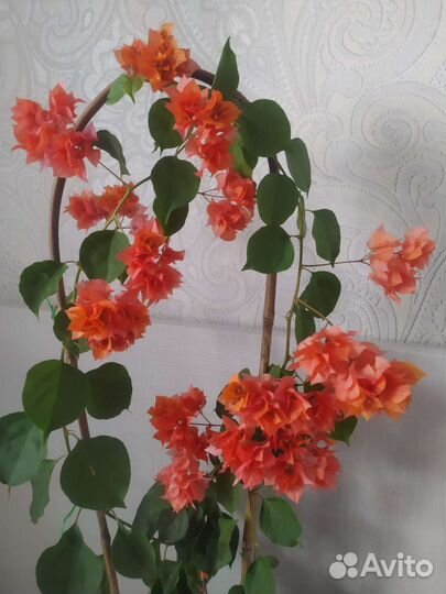 Бугенвиллии