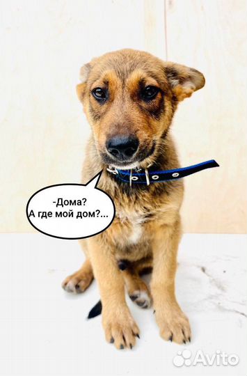 Щенок в добрые руки