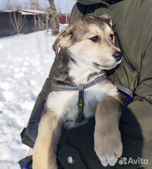 Щенок в добрые руки