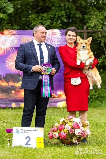 Кобель вельш корги пемрбок для вязки