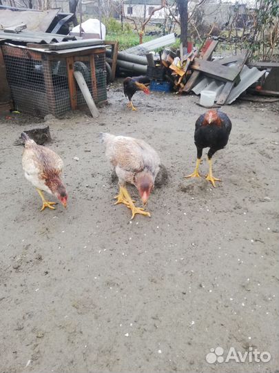 Бойцовые петух