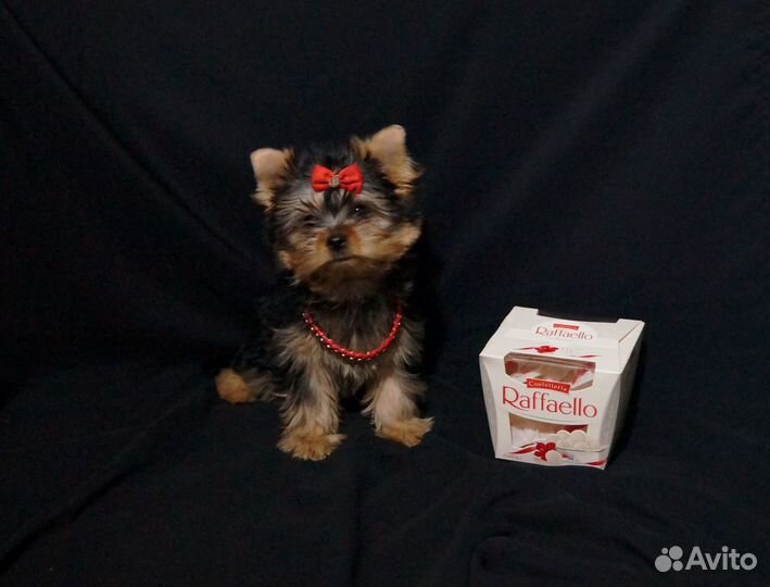 Кукляшки-мордашки йорки от Чемпиона мини щенки