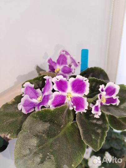 Фиалки цветущие в горшке