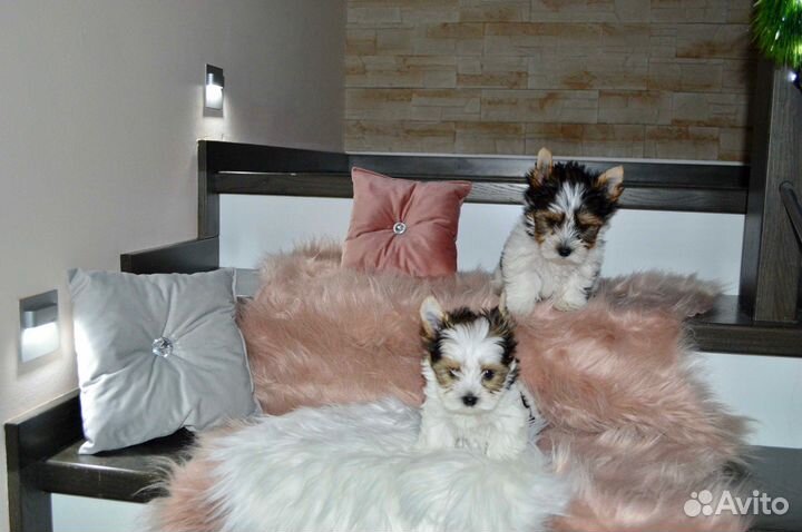 Бивер девочки и мальчик