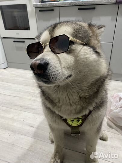 Аляскинский маламут