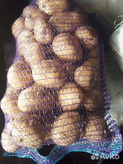Картофель