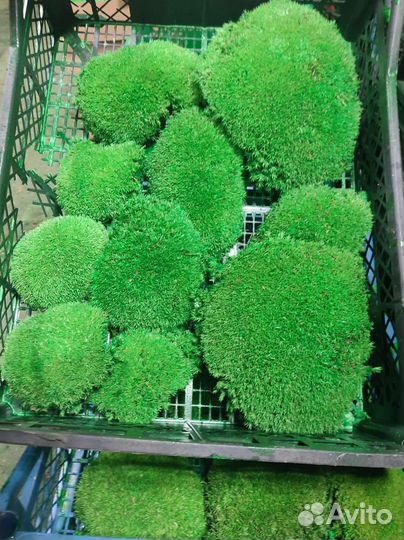 Мох стабилизированный от производителя