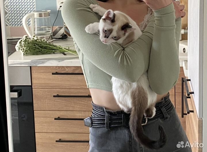 Домашний котик