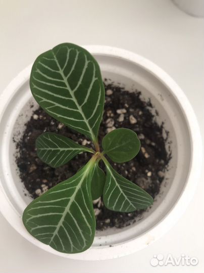 Молочай Беложильчатый,Толстянка (Денежное дерево)