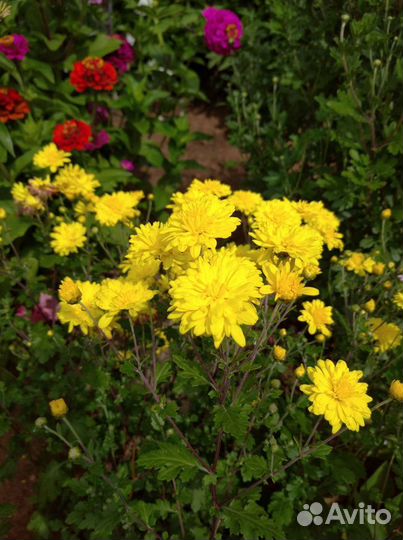 Хризантема желтая