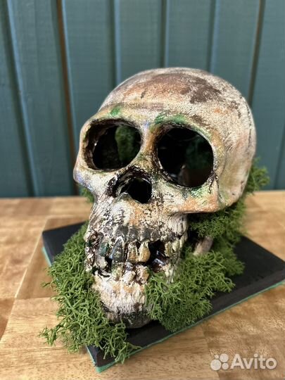 Череп во мху