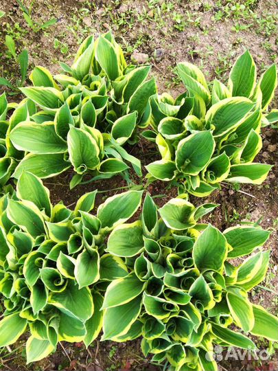 Хоста горная Ауреомаргината кустами